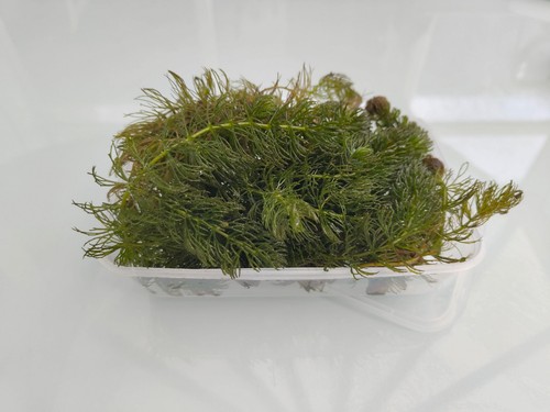 Large hornwort - x,
