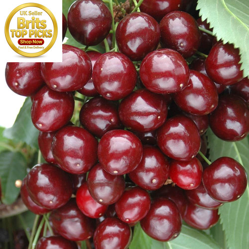 Sweet cherry patio fruit tree - fruit,
