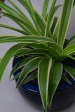 Spider Plant, Chlorophytum