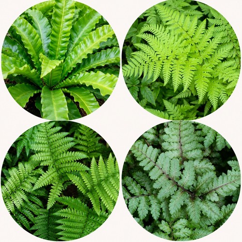Fern plant mix - 3, pots