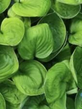 Hosta - Nippers -Small Hosta at Maturity-  Bare root plant ex 10cm Pot