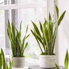Snake plant sansevieria - snake,