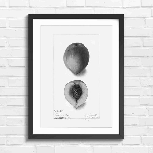 Vintage peach botanical art - vintage,