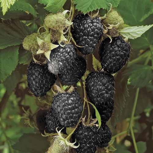 Black raspberry - 'black, jewel'