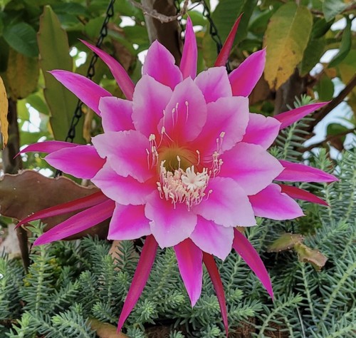 Epiphyllum cactus sherman - 1, “sherman
