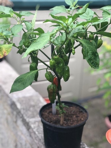 Ghost chilli seeds bhut - seeds,