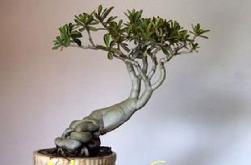Adenium obesum arabicum - adenium,