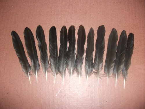 Carrion crow tail feathers - carrion,