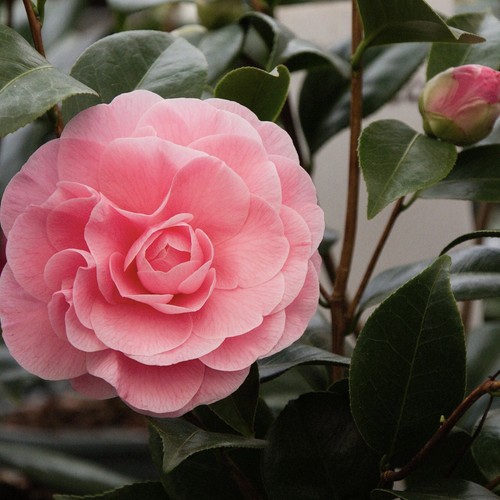 Camellia nuccio cameo 2 - camellia, |