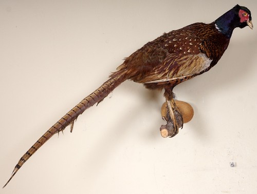 Beautiful hunting pheasant - hunting,