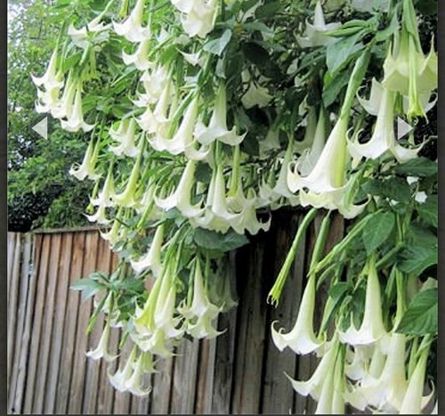 Brugmansia white - white,