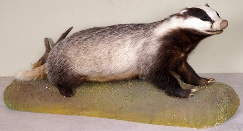 Beautiful badger - beautiful,