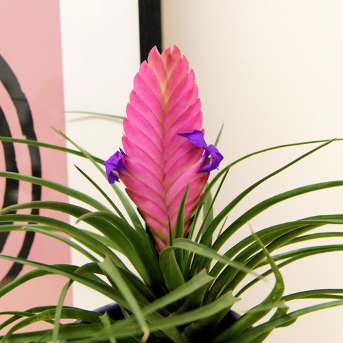 Tillandsia cyanea bromeliad - cyanea,