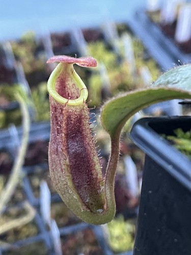 Nepenthes tropical pitcher - nepenthes,