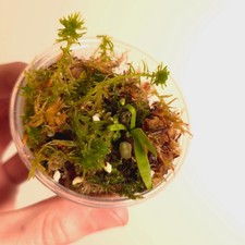 Platycerium wandae fern (1201)
