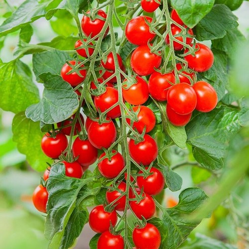 Piccolo red cherry - red, tomato