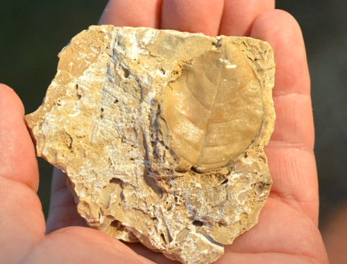 Amazing rare fossil - #35,