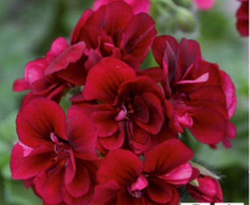 Trailing geranium ivy - trailing,