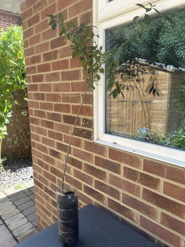 Sloe tree bush - (can, grown