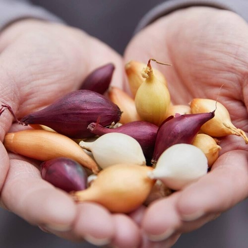 Shallot sets 250g - shallot,