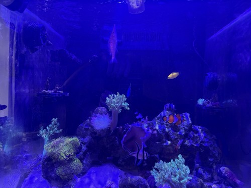 Red sea 200 aquarium with - 200,
