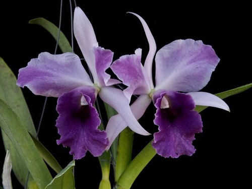 Cattleya mashima elf blue - cattleya,