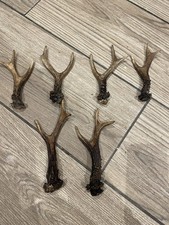 6 Roe Deer Antlers For