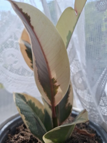 Rubber plant ficus elastica - plant,