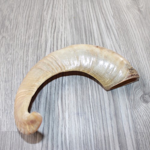 Sheep horn 3262 natural - sheep,