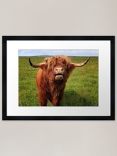 Scottish Highland Cattle -