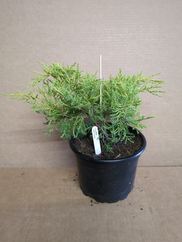 Gold yellow conifer juniperus - gold-yellow,