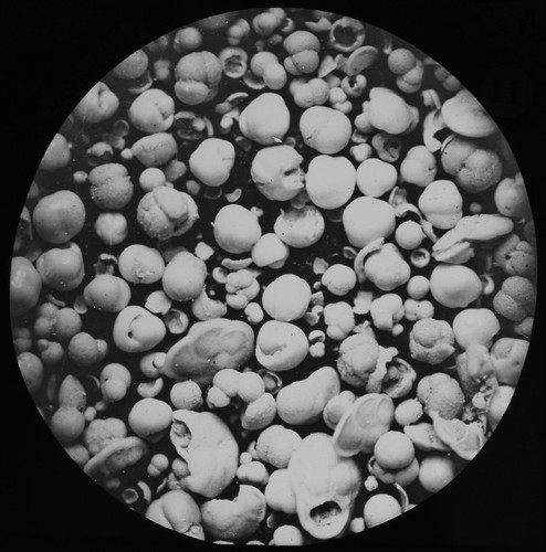 Foraminifera 2150 fathoms - 2150,