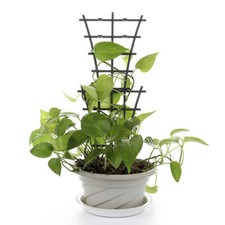 Garden Trellis For Climbing