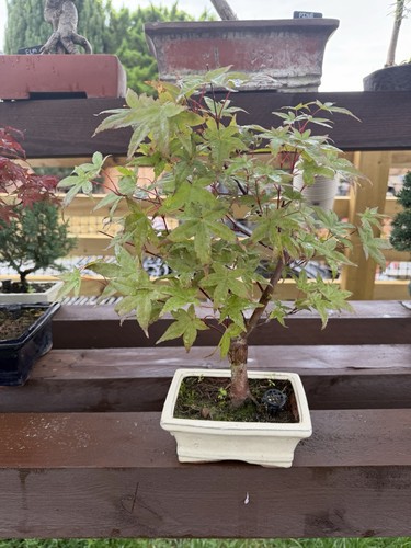 Japanese maple - japanese,
