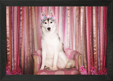 Siberian Husky Dogs Dog P