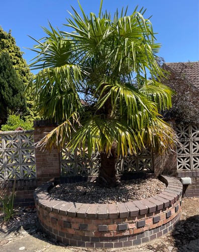 Large hardy fan palm - fan,