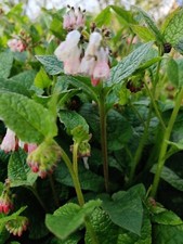 10 x Pink and white comfrey