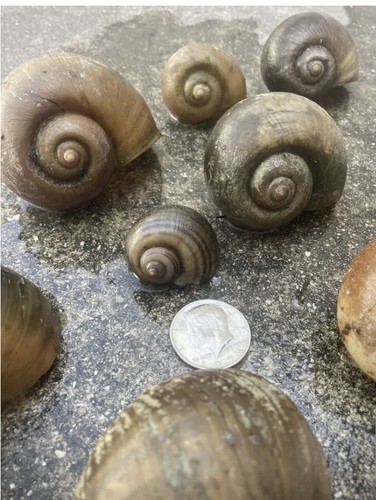 Florida apple snail shells - 50,