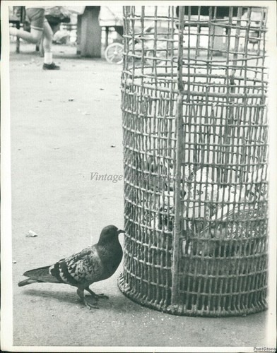 1974 friendly pigeon eyes - friendly,