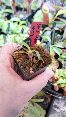 Nepenthes veitchii big - big, mama