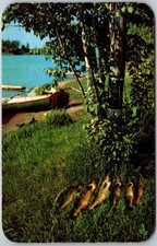 Vacationland Scene Walleyed Pike Lake Boat Fish Postcard I604