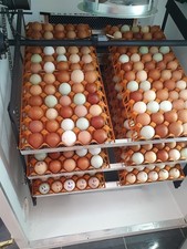 360 eggs incubator fully