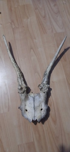 Real english fallow - real, pricket