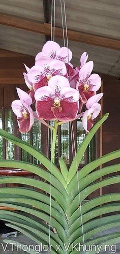Rare vanda thonglor - x, kunying