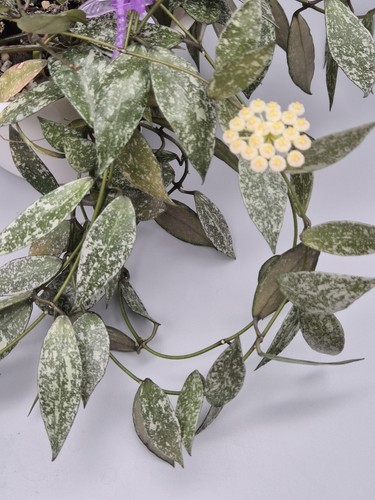 Hoya lacunosa laos small - hoya,
