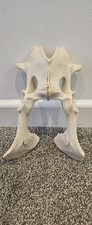  Sheep Pelvis Bone taxidermy