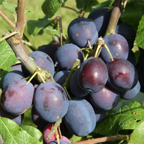 Dwarf merryweather damson - merryweather,