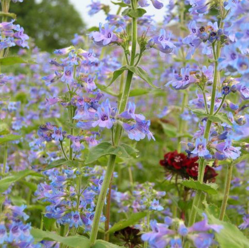Penstemon ovatus 9cm pot - ovatus,