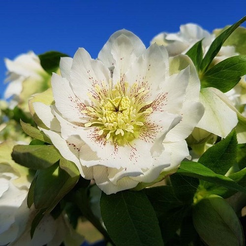 Hellebore double white - hellebore,