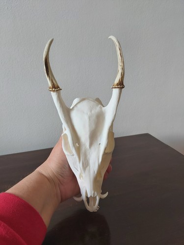 Muntjac buck deer skull - deer,